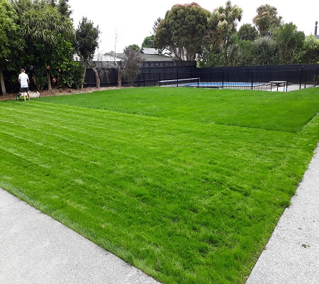 First mow – sown lawn