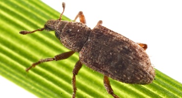 Argentine Stem Weevil