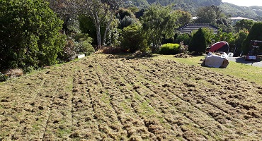 New lawn down