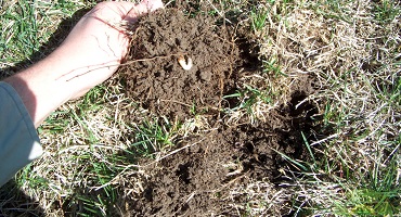 Grass Grub Control