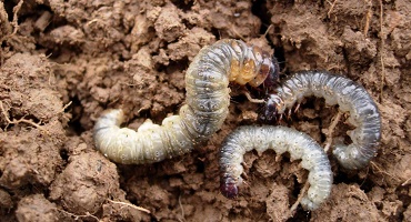 Porina Caterpillar